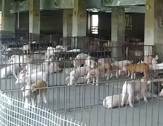 本周猪价反弹 五一假期或推动下周终端消费有所提升