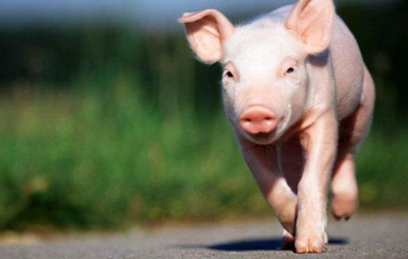 猪价磨底、猪企巨亏…今年养猪还能盈利吗?