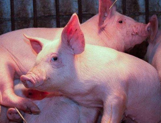 新式养猪猪舍大棚如何建设？养猪大棚建设方法，想养猪的人必知！