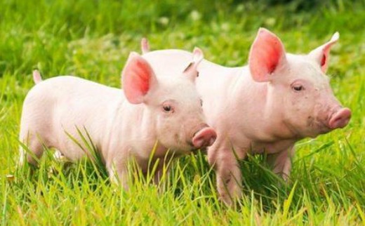 仔猪副伤寒用什么药？猪副伤寒的症状及治疗方法，养猪人须知道！