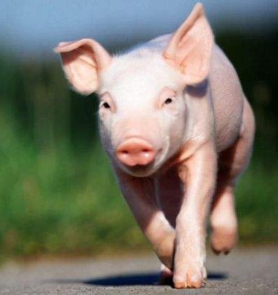 教你从症状上区分伪狂犬和脑炎型链球菌，一学就会！