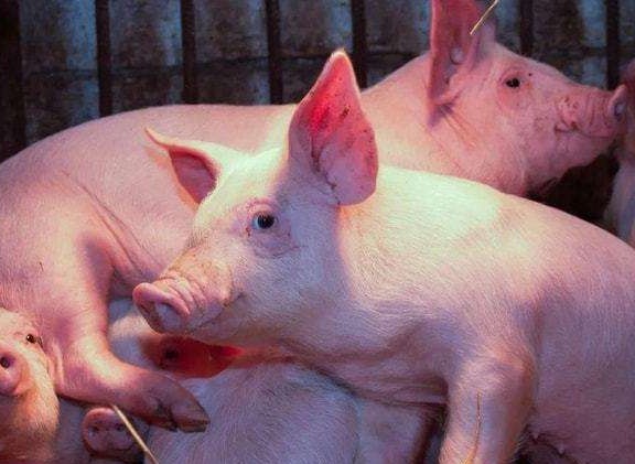 国家统计局：4月份猪肉价格环比下降3.8％，鲜菜价格下降6.1％