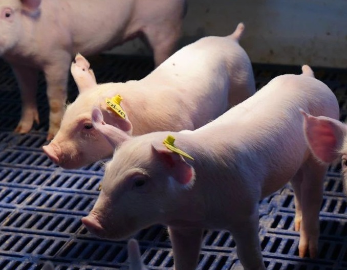 养猪行业成本大战打响！已有猪场做到15元/公斤以下