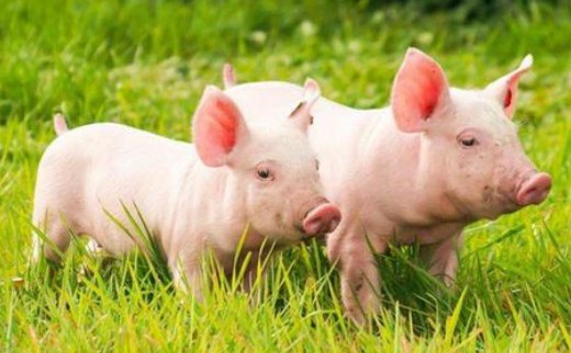 重磅开讲！2023年(第12届)中国养猪经济高峰论坛精彩回顾