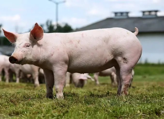 生猪养殖有望二季度末实现扭亏为盈