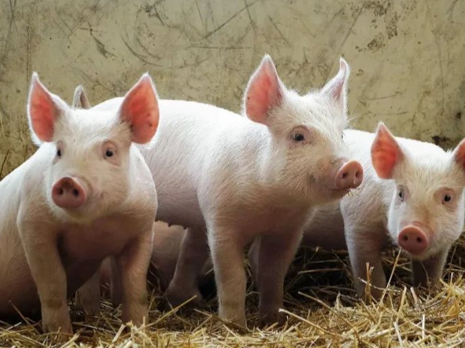 生猪市场缺乏上行动力 近期猪价反弹空间有限