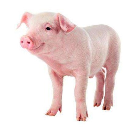 汽油预计涨价，5月25日调整后的92、95号汽油价，粮价、猪价如何