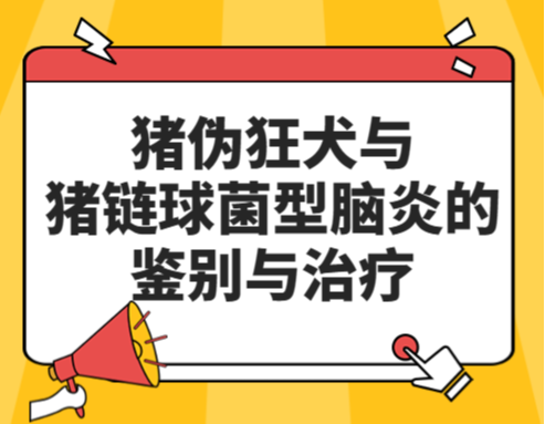 猪伪狂犬与猪链球菌型脑炎的鉴别与治疗