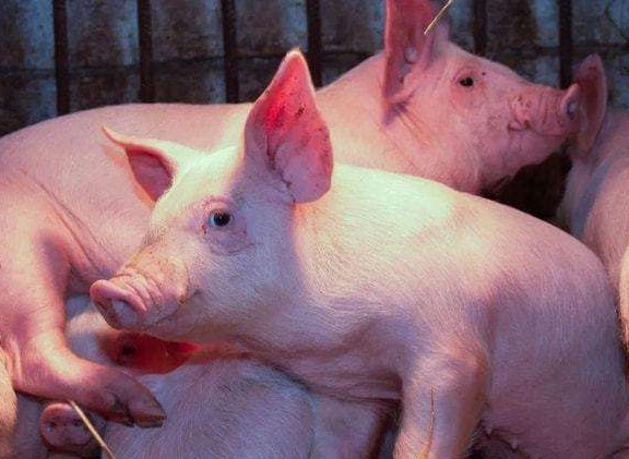 猪价持续波动，千万别让蓝耳成“绊脚石”！四大举措让它无处可逃