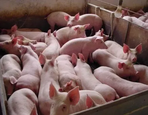 5.26猪价：二育大军入场，局地逼近8元，这次猪价要起飞了？