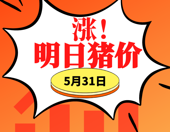 六地上涨！5.31明日猪价早知道,全国最新猪价信息