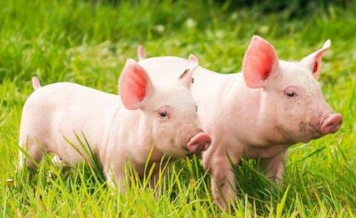 猪场常见的7种腹泻病，对症治疗能解决！