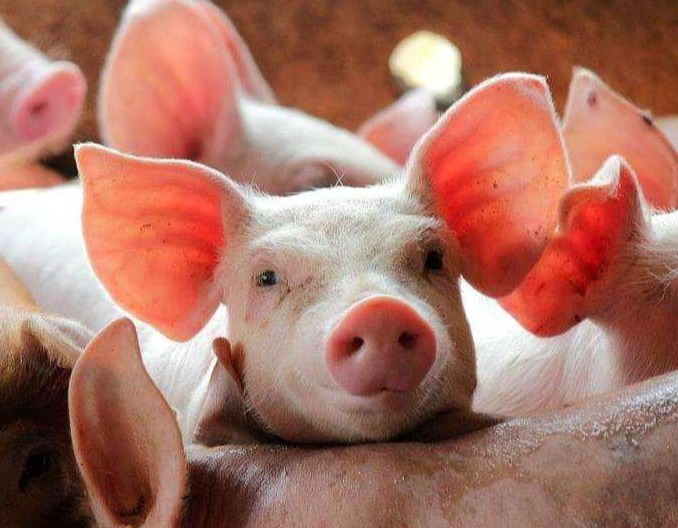 “仔猪不降，猪价没好”！什么逻辑？2023年6月1日全国生猪行情