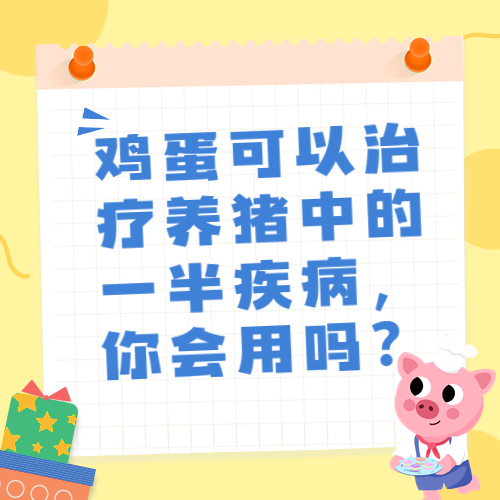 鸡蛋可以治疗养猪中的一半疾病，你会用吗？