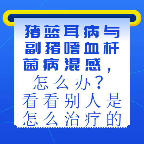 猪蓝耳病与副猪嗜血杆菌病混感，怎么办？看看别人是怎么治疗的