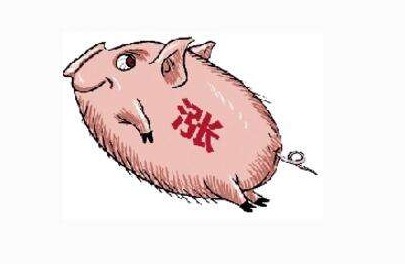 山东生猪价格触底回升！6月有望迎来猪价回暖