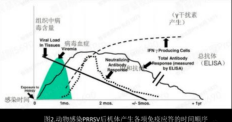 蓝耳阳性场如何才能养好育肥猪？