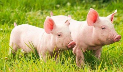 预警！猪价“拐点”将至，豆粕“雷霆大涨”，蛋价“跳水”！咋了