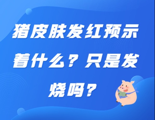 猪皮肤发红预示着什么？只是发烧吗？