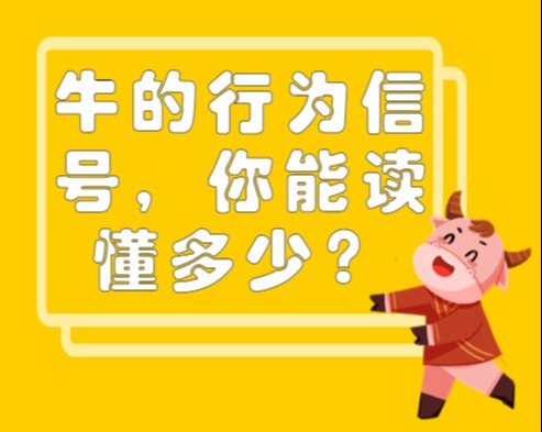 牛的行为信号，你能读懂多少？