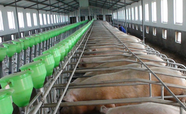 楼房养猪主要有哪些系统？楼房养猪常见的配套设备有哪些？