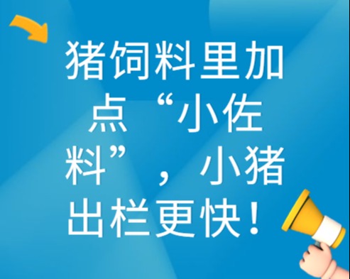 猪饲料里加点“小佐料”，小猪出栏更快！