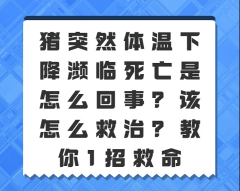 猪突然体温下降濒临死亡是怎么回事？该怎么救治？教你1招救命