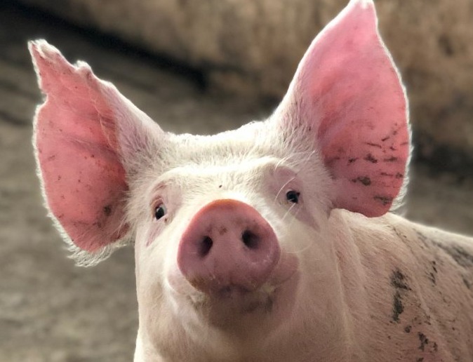 “卖得越多、亏得越狠”！国资“杀入”养猪业，能否助力猪企脱困？