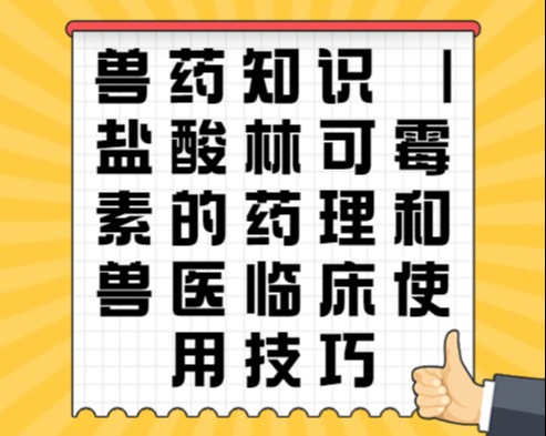 兽药知识 | 盐酸林可霉素的药理和兽医临床使用技巧