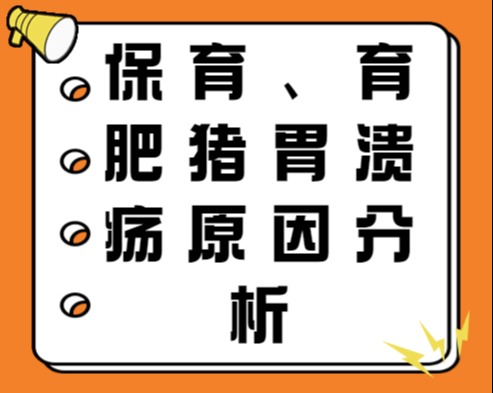 保育、育肥猪胃溃疡原因分析