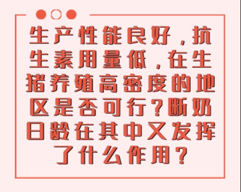 生产性能良好，抗生素用量低，在生猪养殖高密度的地区是否可行？断奶日龄在其中又发挥了什么作用？