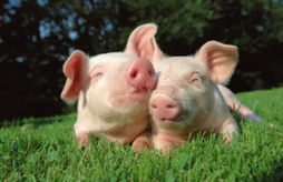 农业农村部等五部门联合发布2023年上半年生猪产品数据