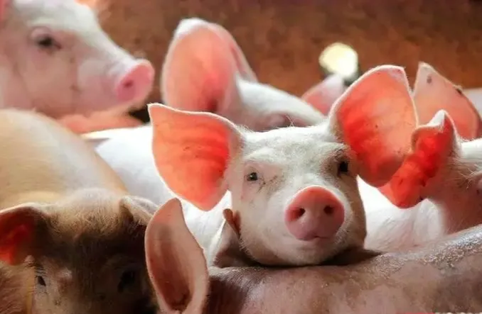 【搜猪洞察】均价重回成本线附近；猪粮比5.68：1；短期内猪价或以盘整为主