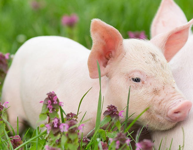 农业农村部：畜牧业汛期防灾减灾技术指导意见