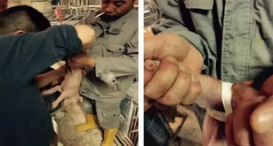 产房仔猪八字腿与肠疝气怎么治？