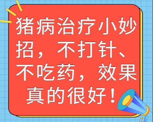 猪病治疗小妙招，不打针、不吃药，效果真的很好！