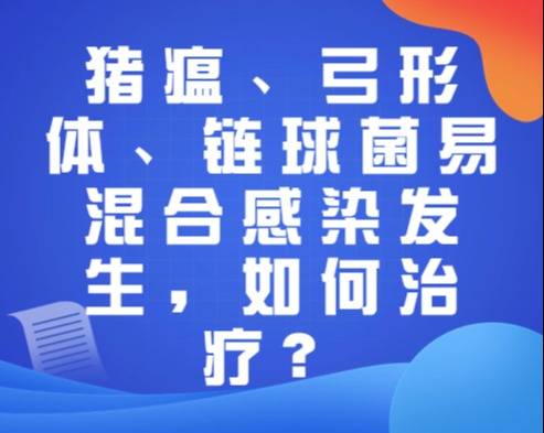 猪瘟、弓形体、链球菌易混合感染发生，如何治疗？