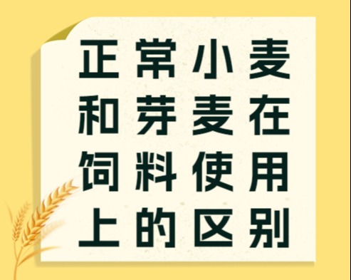 正常小麦和芽麦在饲料使用上的区别