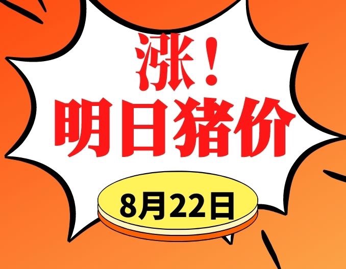 牛气冲天 猪价大面积上涨！8.22明日猪价早知道,全国最新猪价信息