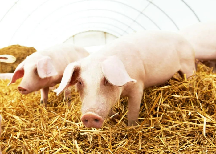 静候旺季到来，猪价上涨就是“箭在弦上”！