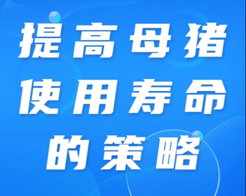 提高母猪使用寿命的策略