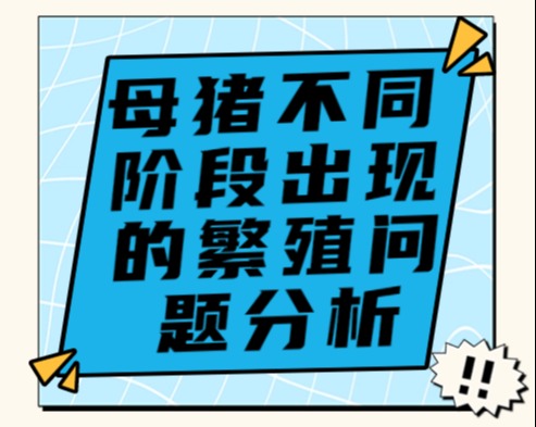 母猪不同阶段出现的繁殖问题分析