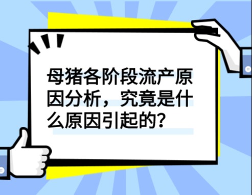 母猪各阶段流产原因分析，究竟是什么原因引起的？