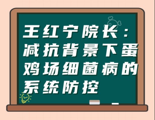 王红宁院长：减抗背景下蛋鸡场细菌病的系统防控