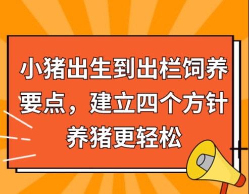 小猪出生到出栏饲养要点，建立四个方针养猪更轻松