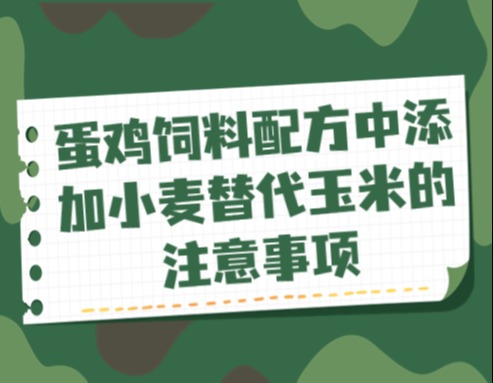 蛋鸡饲料配方中添加小麦替代玉米的注意事项