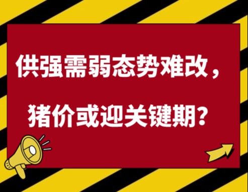 供强需弱态势难改，猪价或迎关键期？