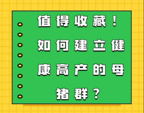 值得收藏！如何建立健康高产的母猪群？