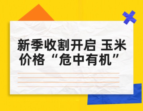 新季收割开启 玉米价格“危中有机”