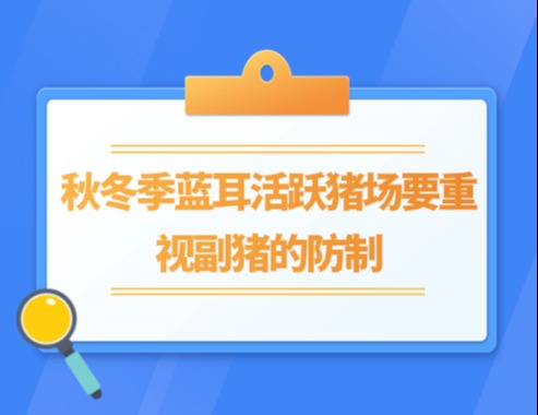 秋冬季蓝耳活跃猪场要重视副猪的防制